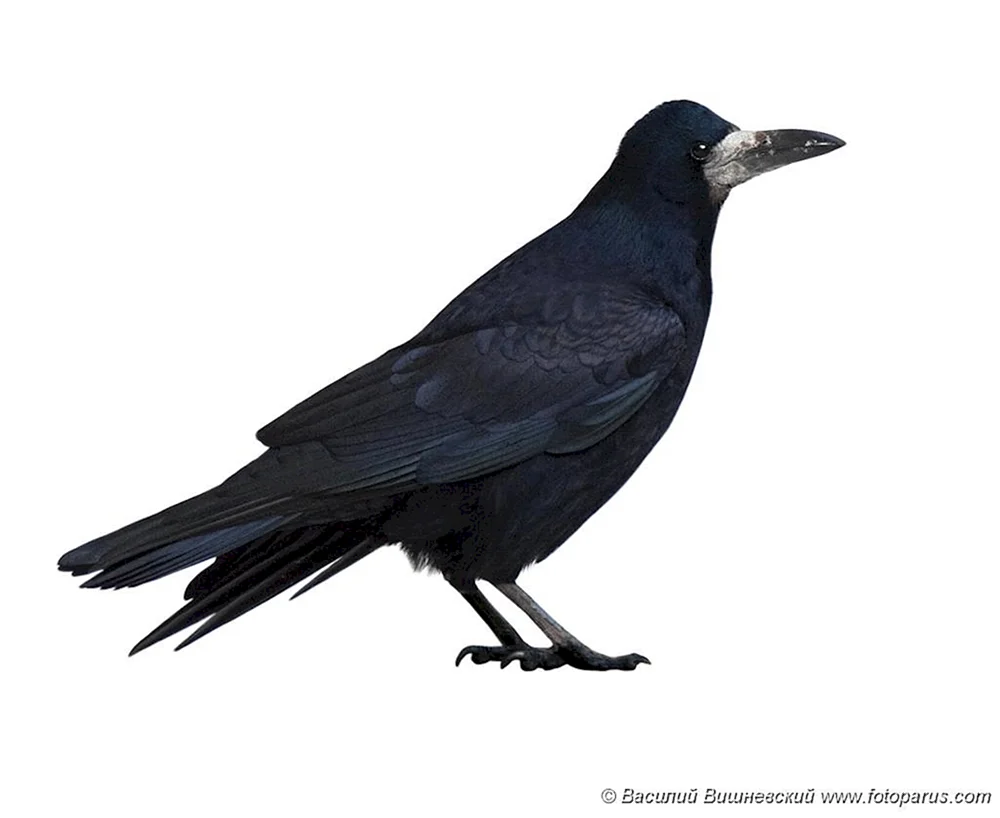 Saatkrähe Zugvogel