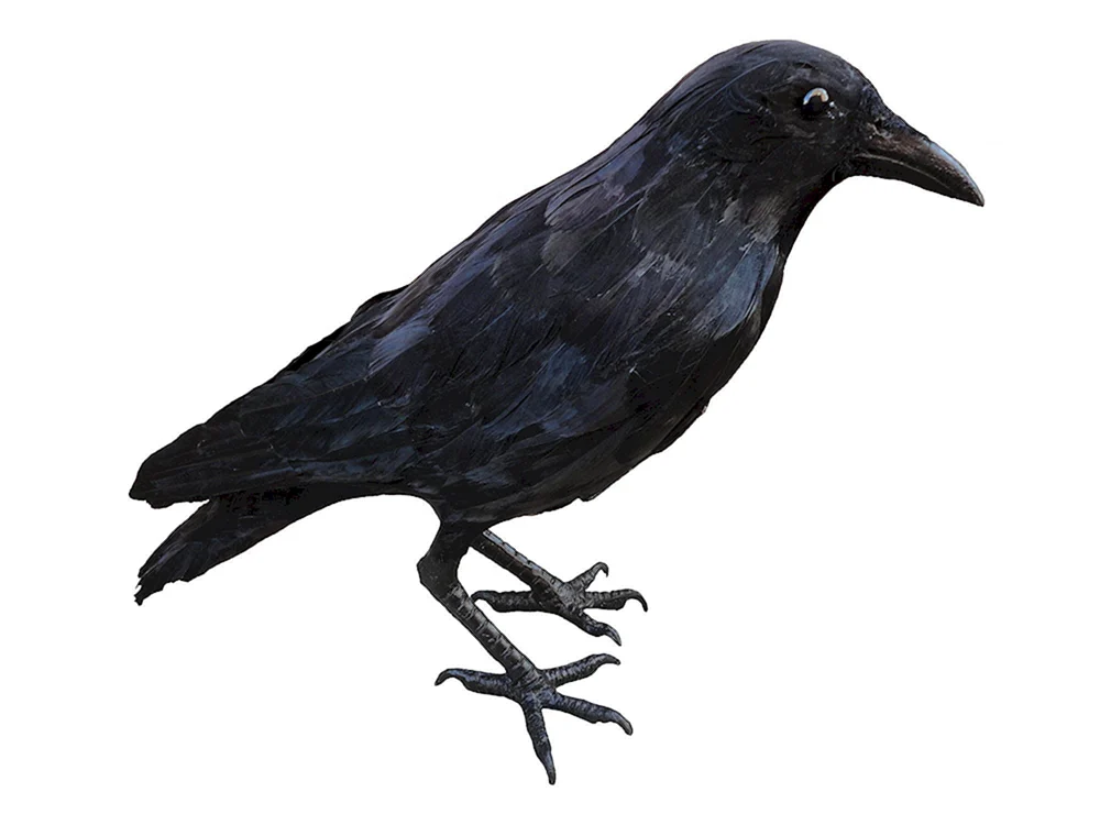Malen eines Rook