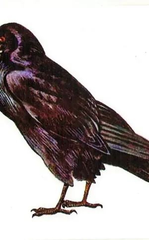 Saatkrähe Zugvogel