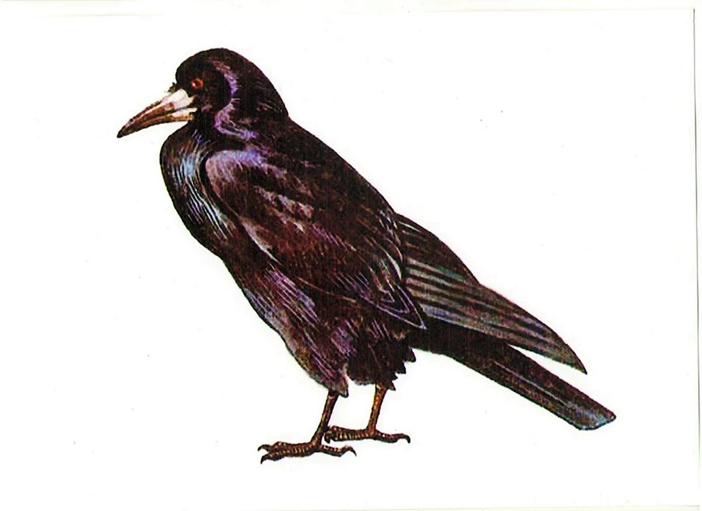 Saatkrähe Zugvogel
