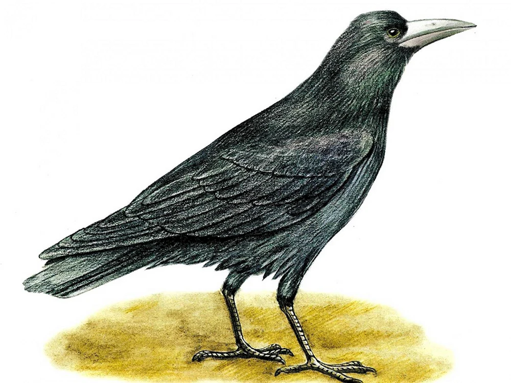 Saatkrähe Zugvogel