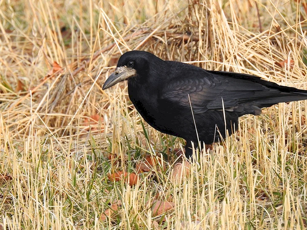 Prishvin Rook