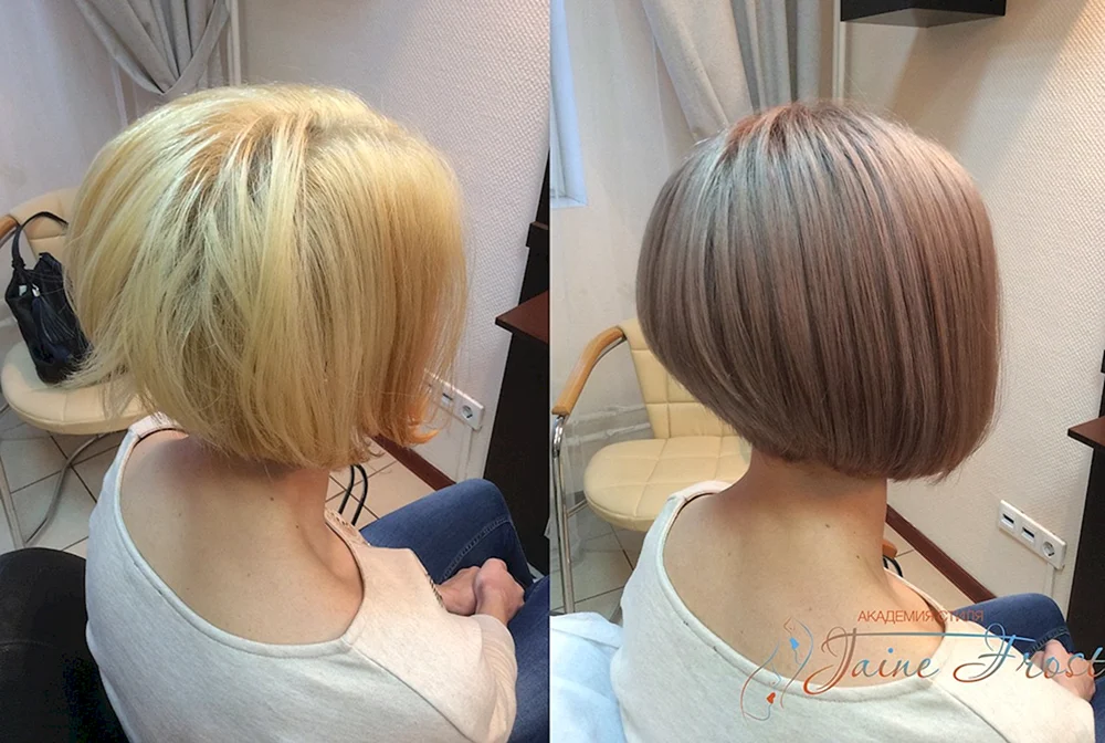 Pixie Bob mit geschlossenen Ohren