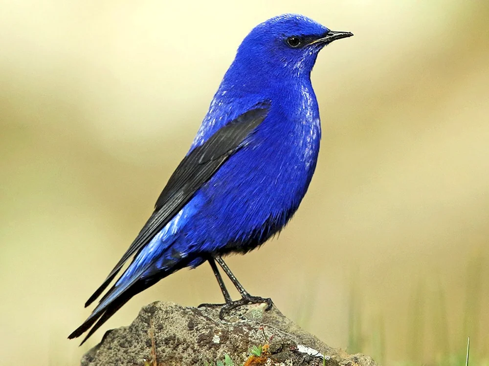 Grandala-Azurvogel