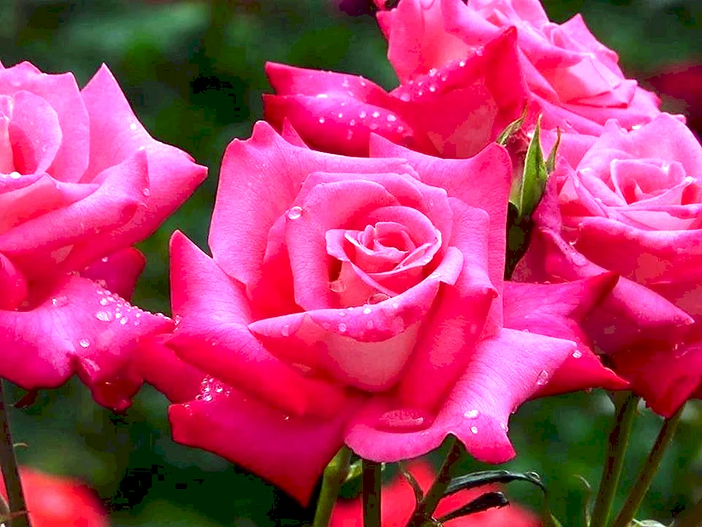 Grandiosa Rose
