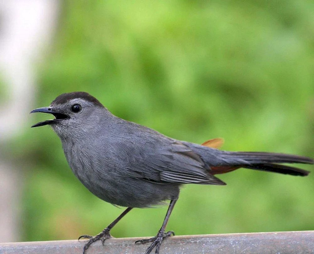 Grauer Katzenvogel Vogel