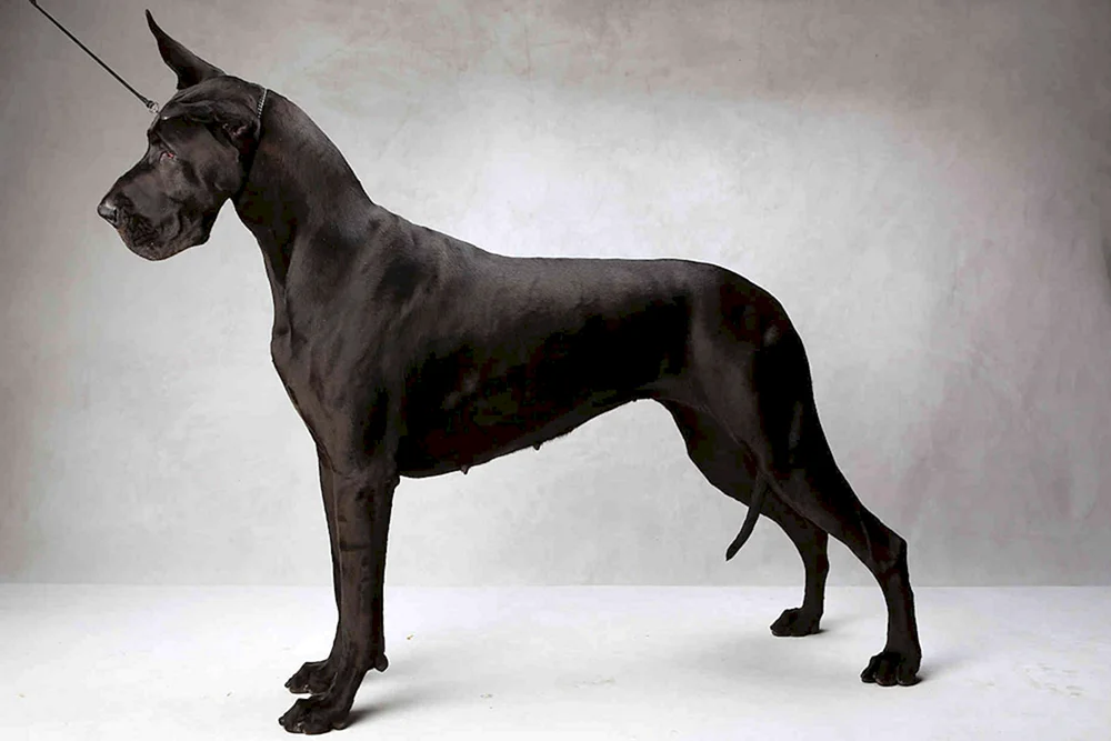 Great Dane Hunderasse