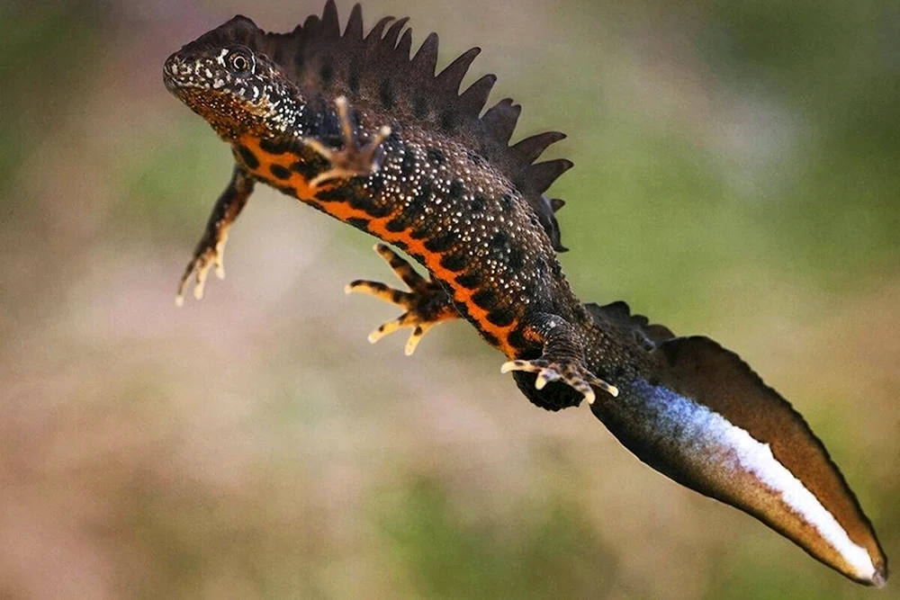 Alpenschwarzer Salamander Feuerkopfsalamander Gewöhnlicher Triton Gewöhnlicher Triton Triturus vulgaris Erdiger Schwarzer Triton Gewöhnlicher Triton Lissotriton vulgaris Feuerkopfsalamander Triton