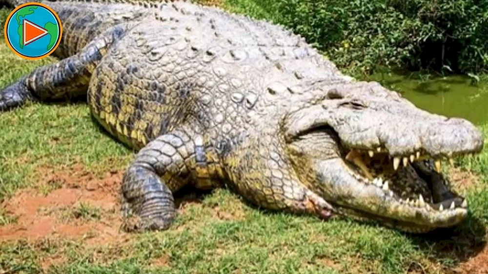 Nilkrokodil