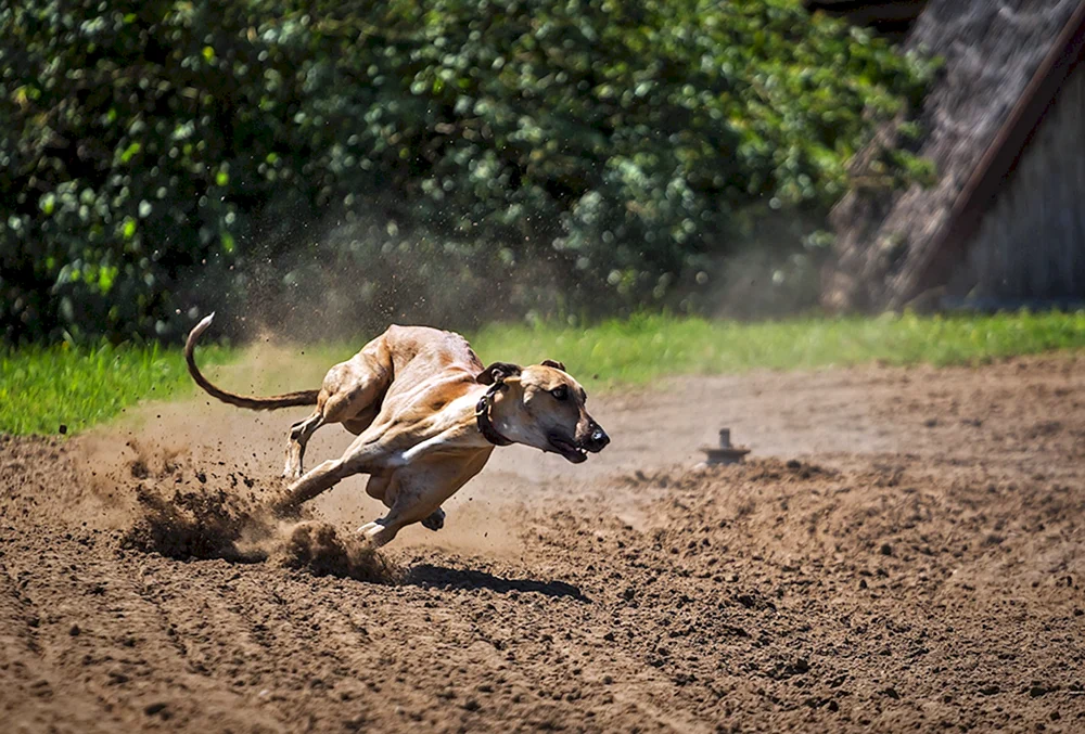 Greyhound laufend