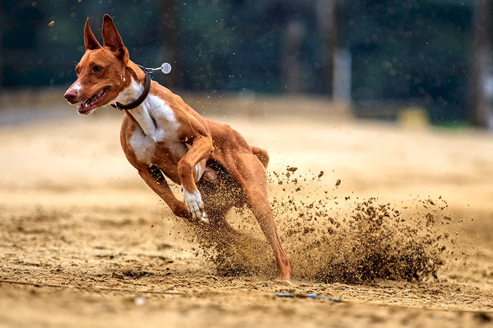 Grauhund läuft