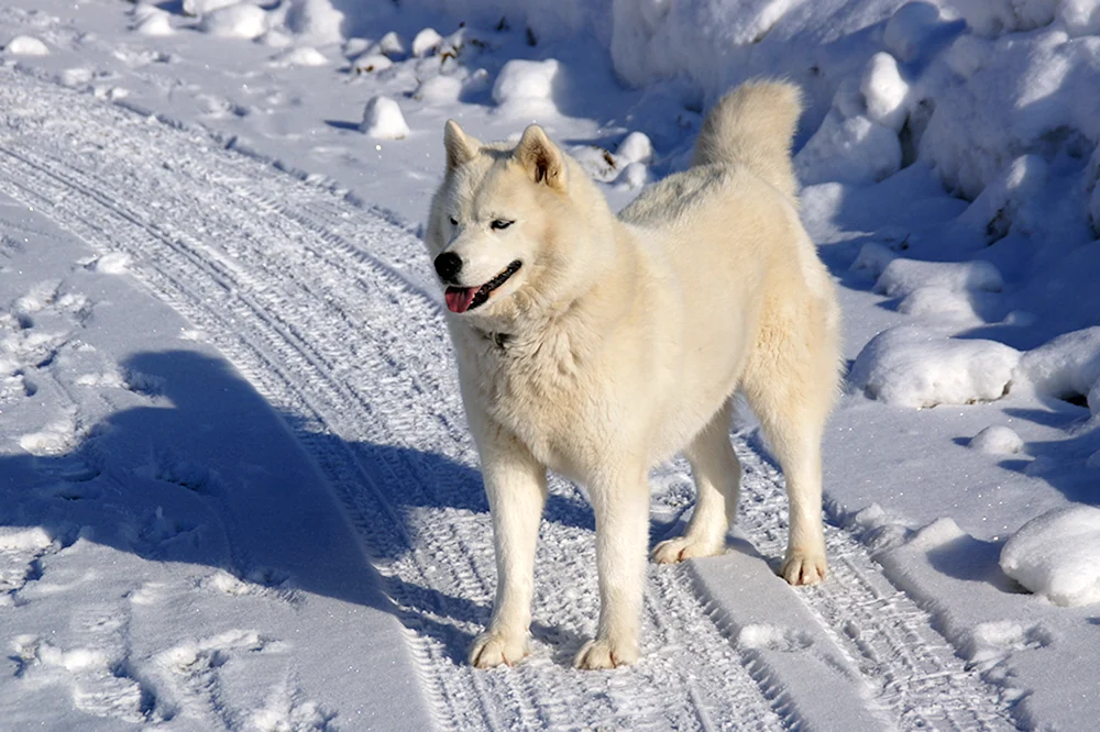 Ostsibirischer Husky weiß