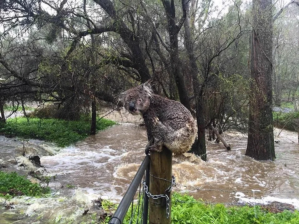 Dreckiger Koala