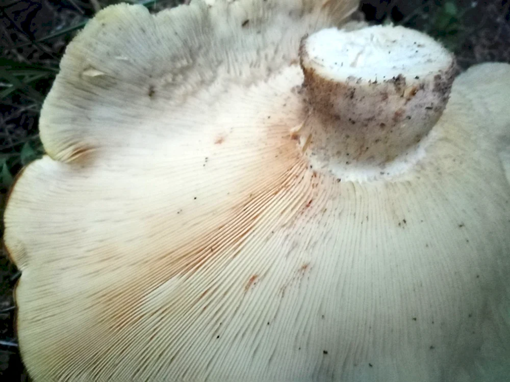 Weißer Knollenblätterpilz