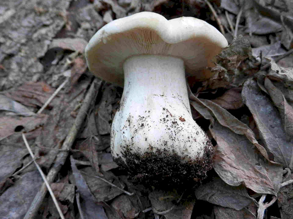 Pilz schwammig weiß mit dickem Stiel
