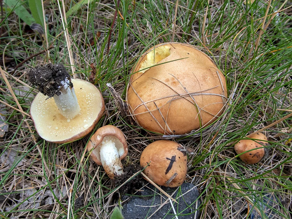 Essbare Pilze
