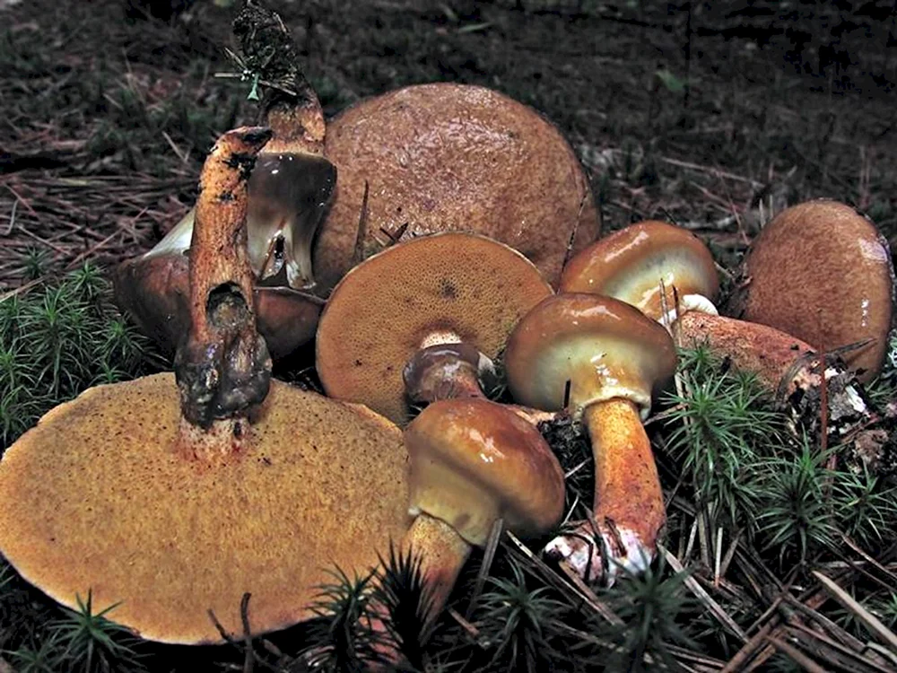 Falscher Schmetterlingspilz