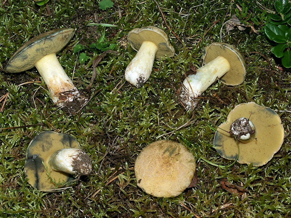 Falscher satanischer Pilz