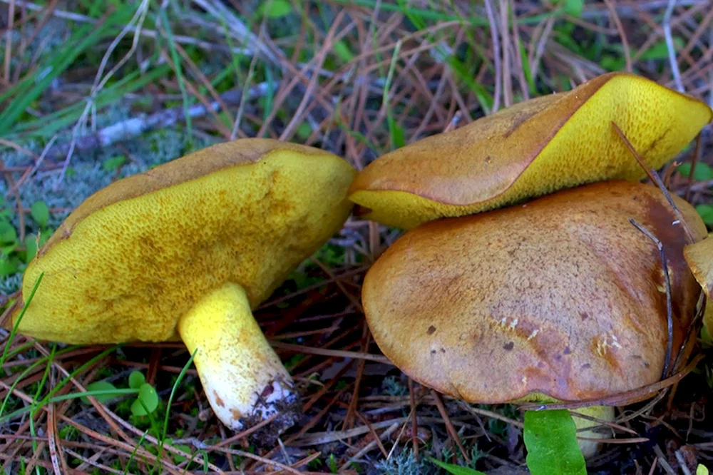 Falscher Schmetterlingspilz