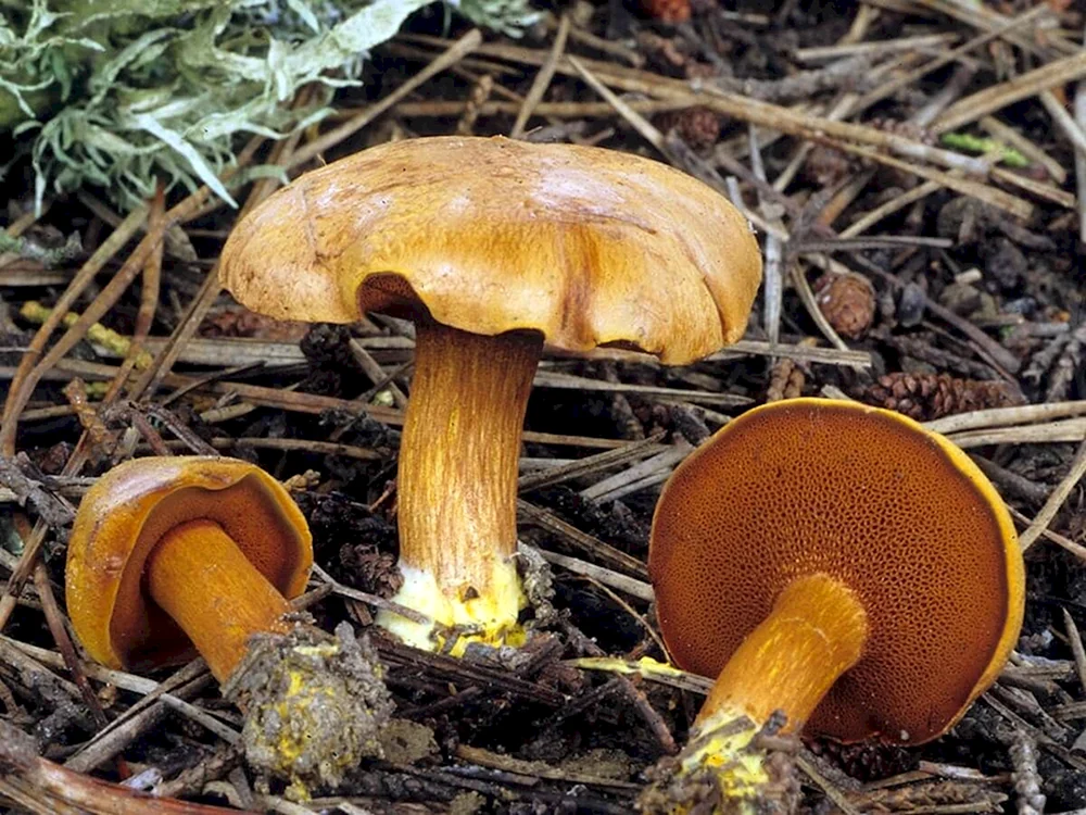 Falscher Schmetterlingspilz und falscher Schmetterlingspilz