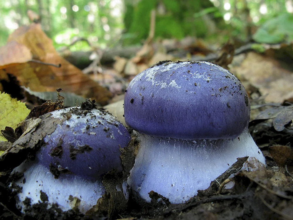Violetter Speisepilz