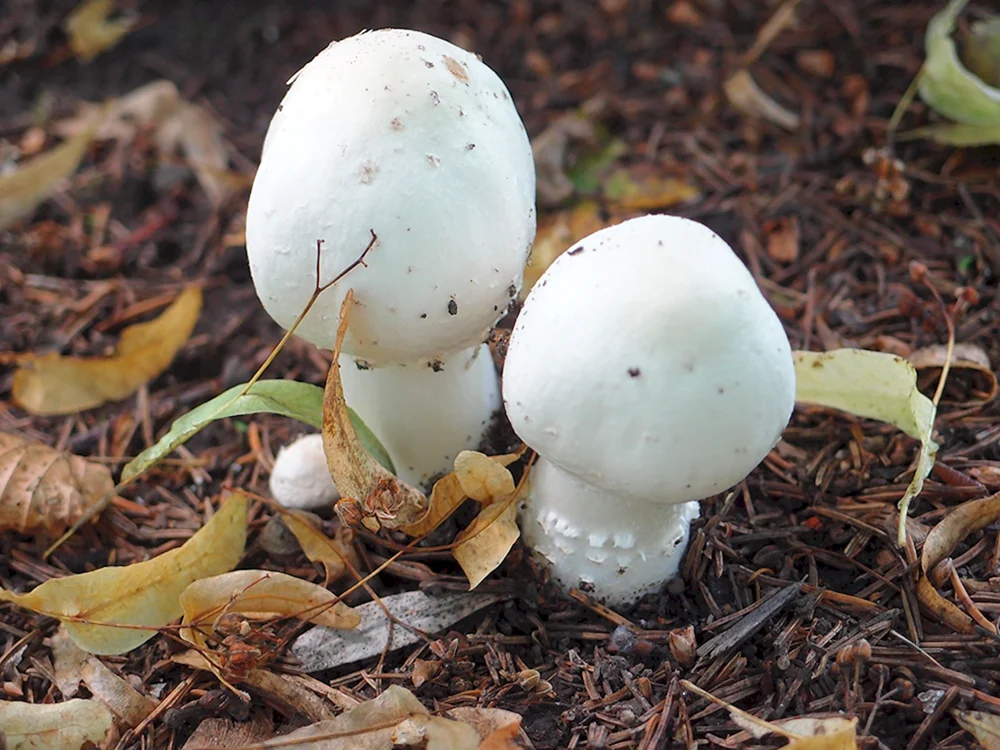 Champignon tabulate Agaricus