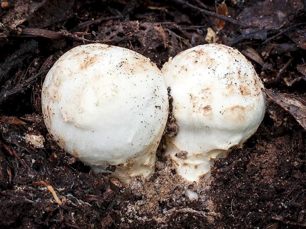 Dickstieliger Heidekrautpilz