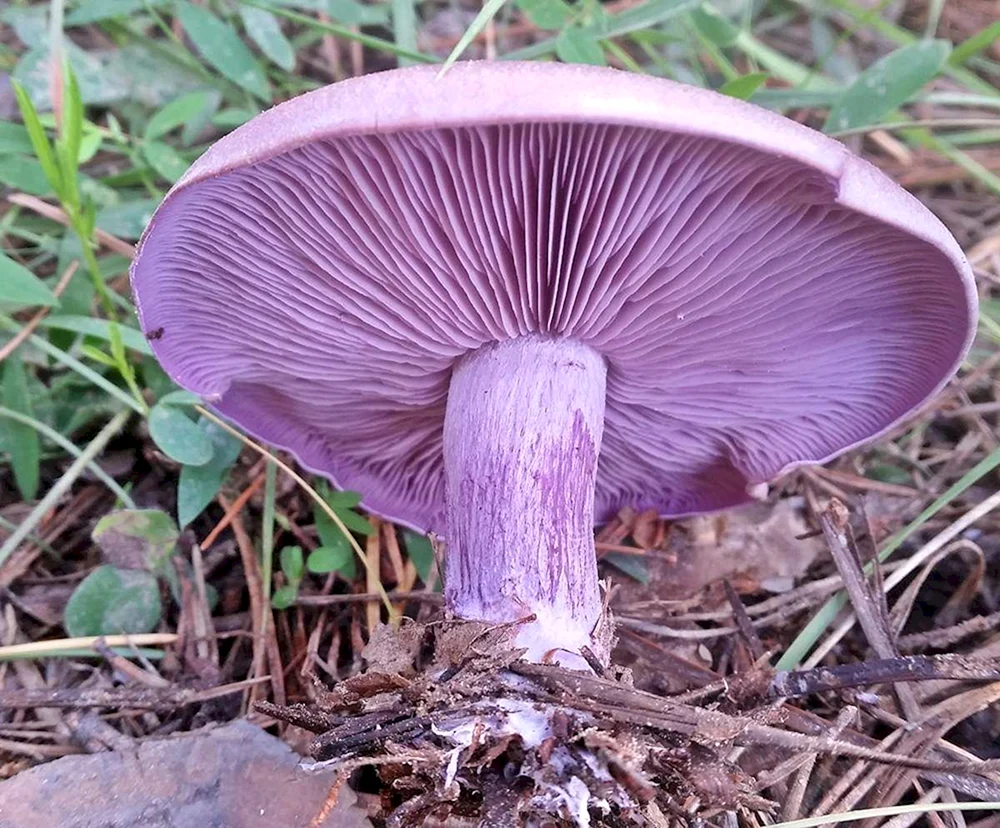 Pauline bluestem Pilz