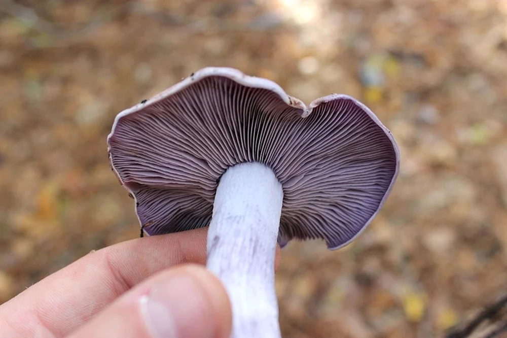 Blaujackiger Vogelbeerenpilz