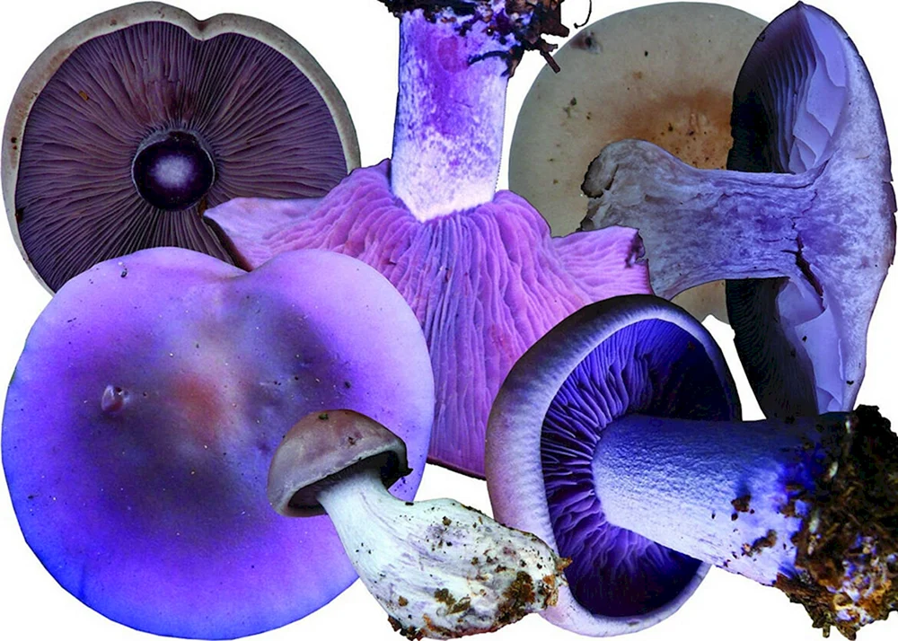 Blaujackiger Vogelbeerenpilz