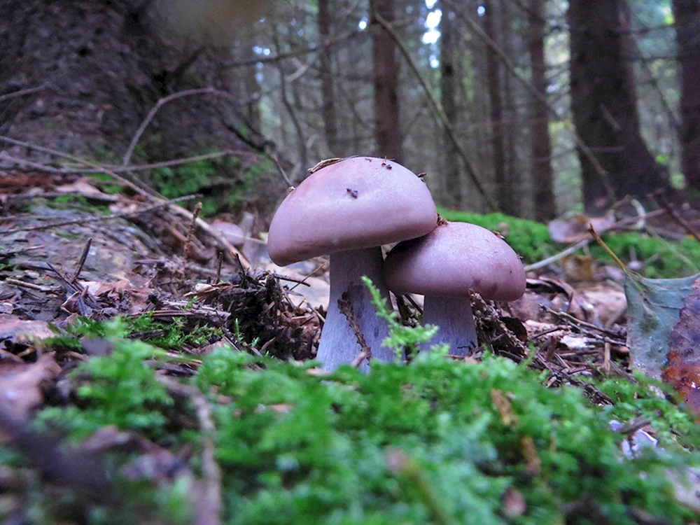 Amethyst-Täuscher