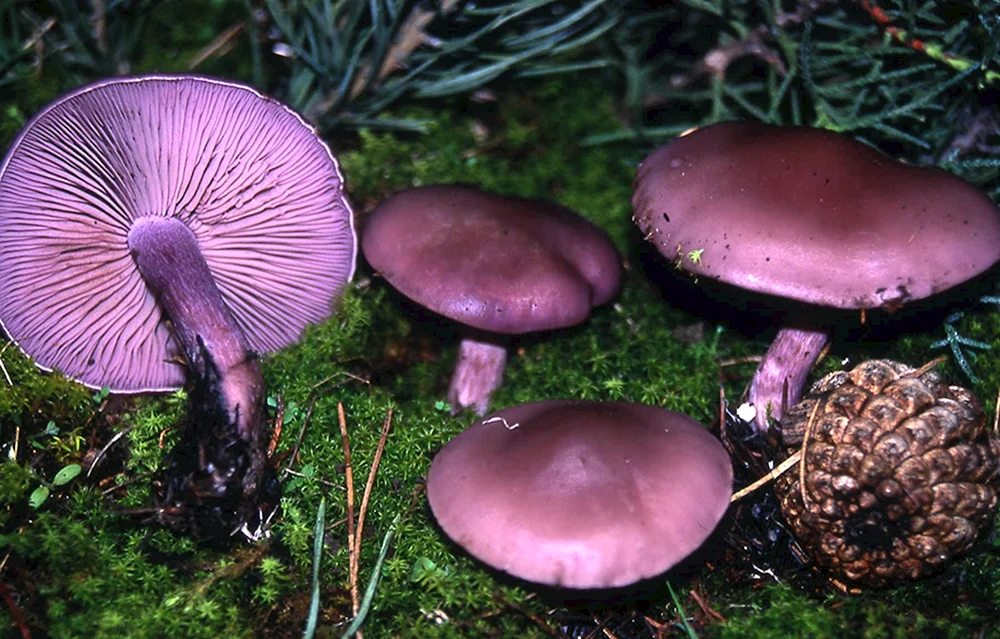 Violetter Vogelbeerpilz