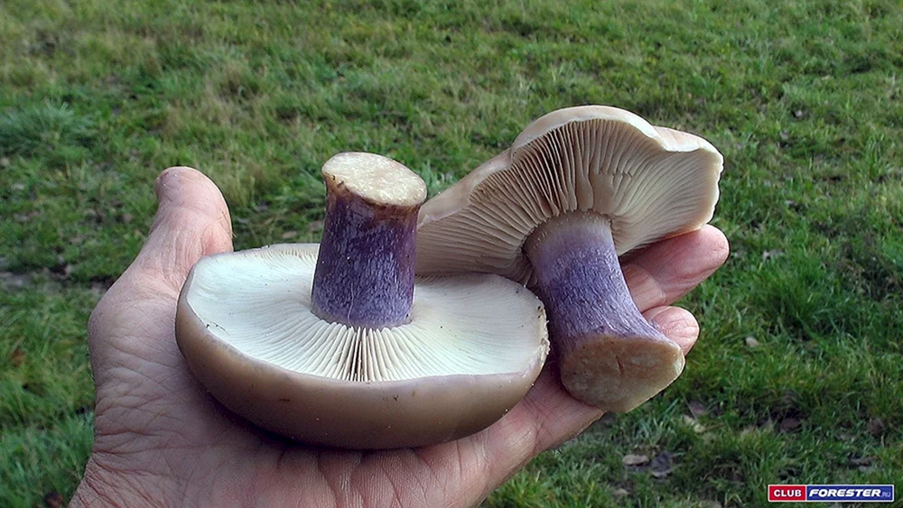 Pilze Fliederbeerpilz
