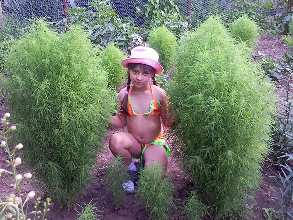Lianna Gribba
