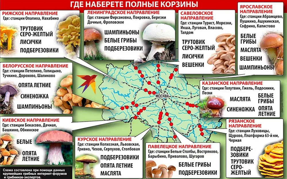 Pilze im Moskauer Gebiet 2021