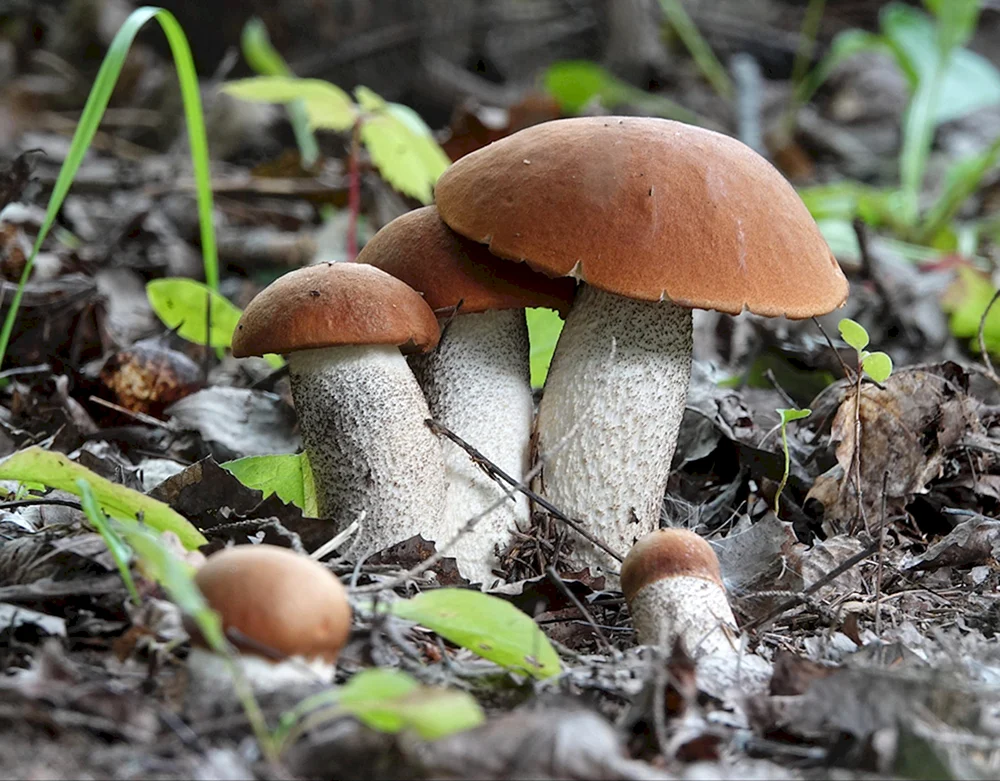 Pilze in der Moskauer Region Losiny Ostrov