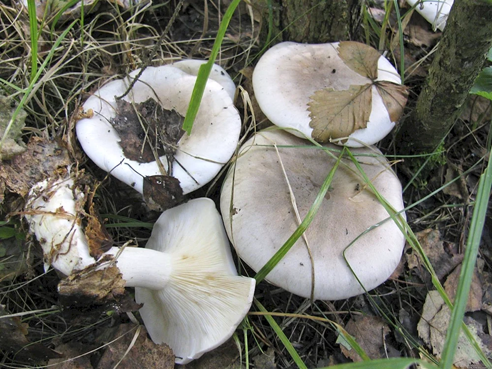 Grauer Hutpilz