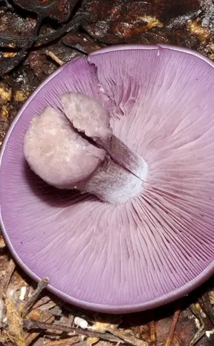 Sinyushka Vogelbeere Pilz