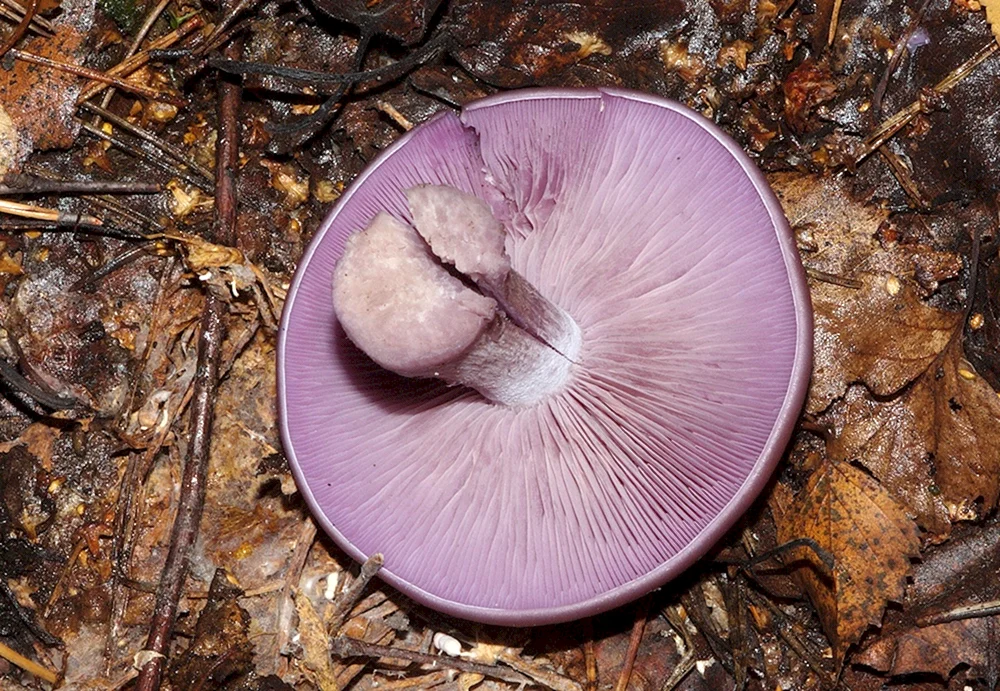 Sinyushka Vogelbeere Pilz