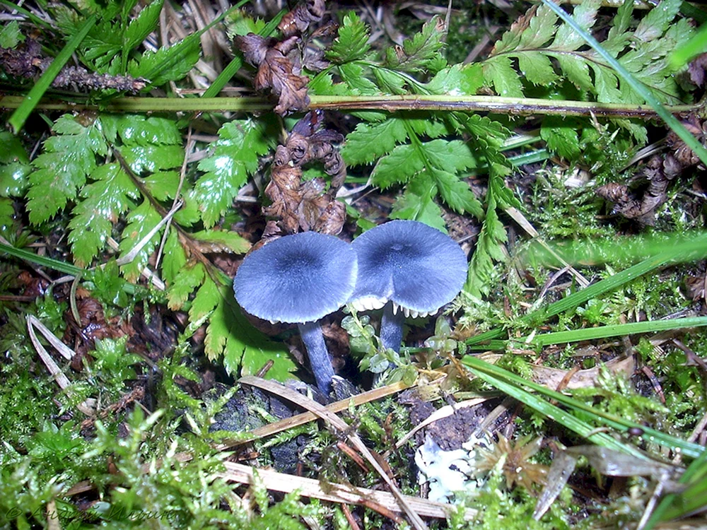 Sinyushka Vogelbeere Pilz