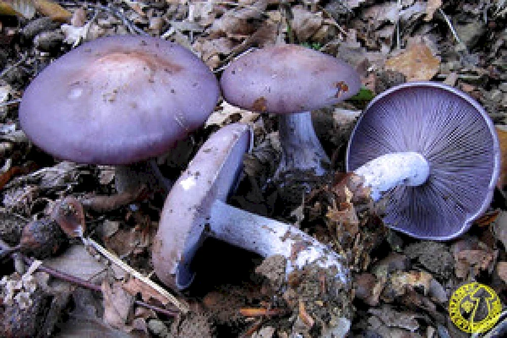 Sinyushka Vogelbeere Pilz