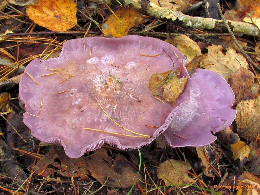 Sinyushka Vogelbeere Pilz