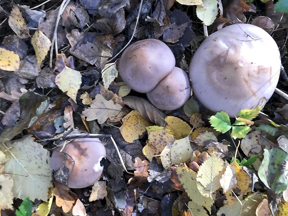 Violetter Speisepilz