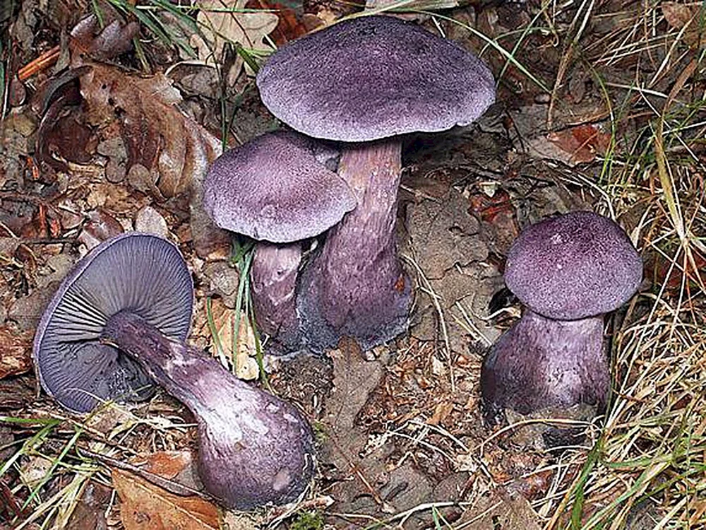 Violetter Speisepilz. Blaublättriger Vogelbeerenpilz