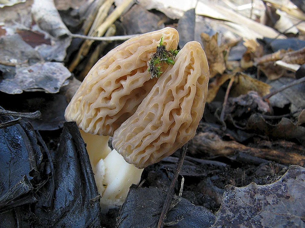 Pilze in Tadschikistan weiß