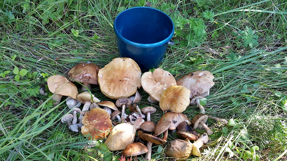 Usbekisch essbar