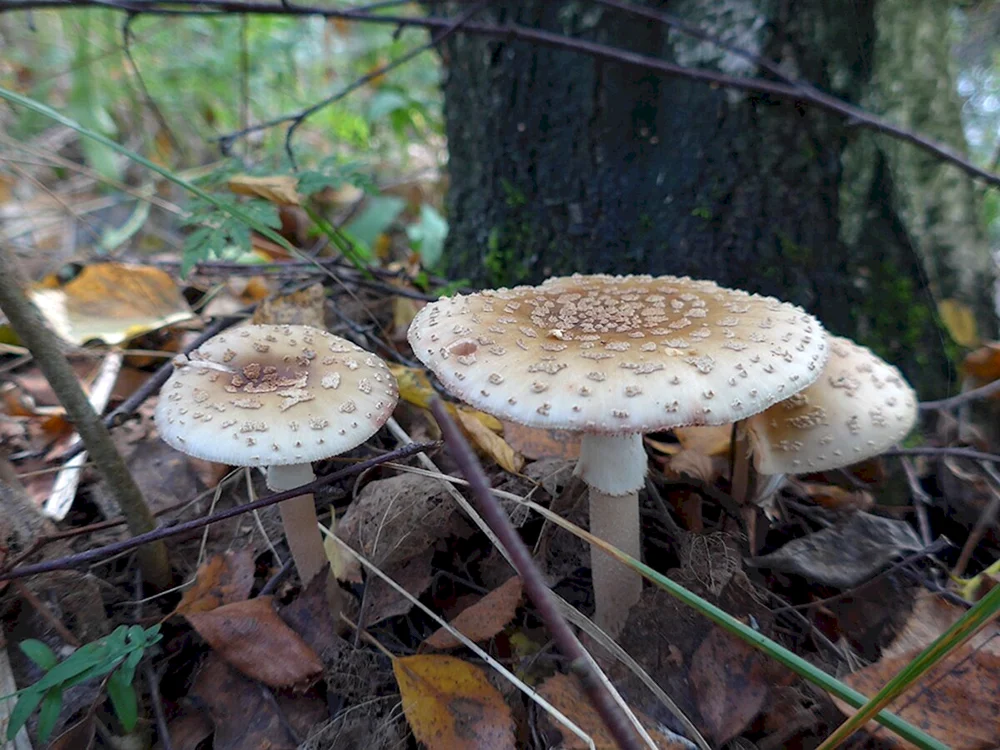 Pilze in Usbekistan essbar