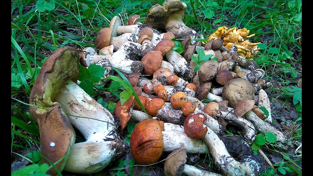 Pilze in den Wäldern der Moskauer Region