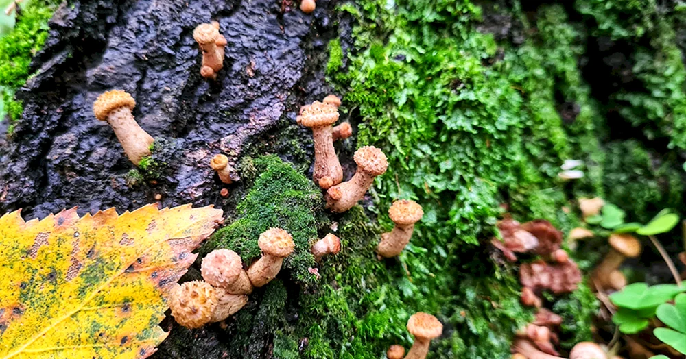 Pilze im Boden