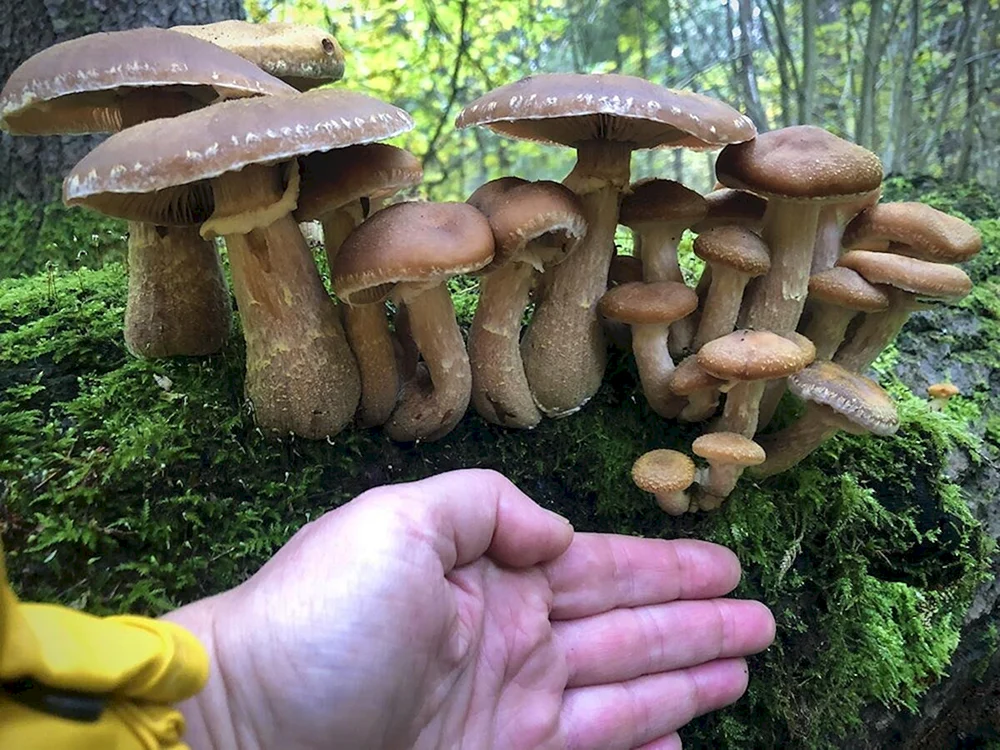 Pilze im Wald